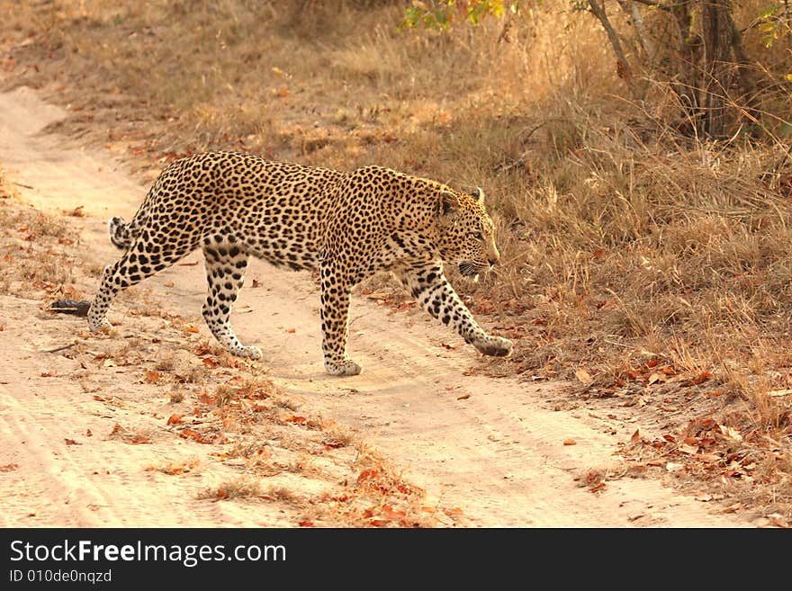 Leopard in the Sabi Sands Reserve