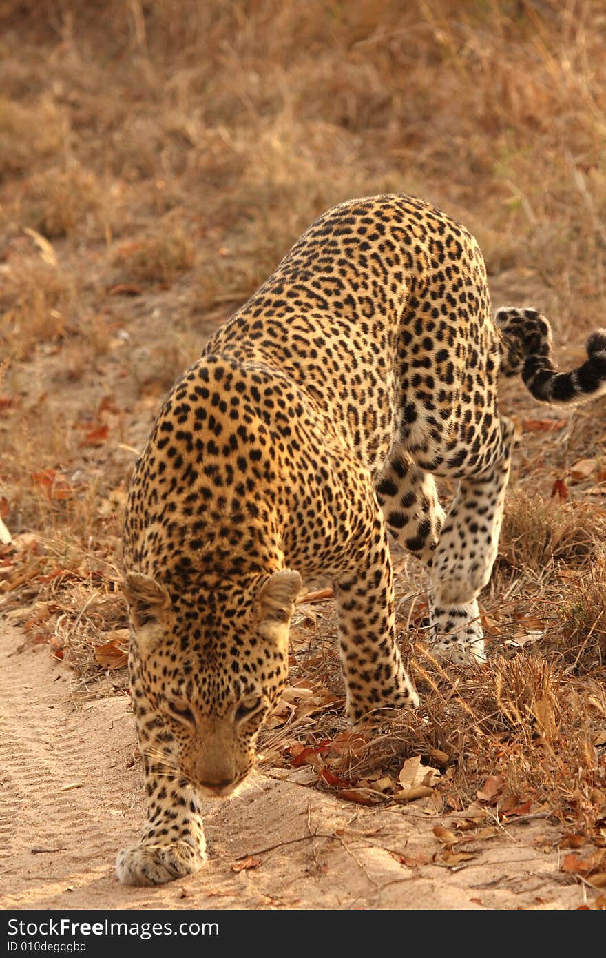 Leopard in the Sabi Sands Reserve