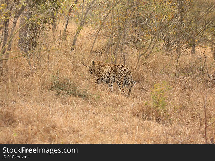 Leopard in the Sabi Sands Reserve