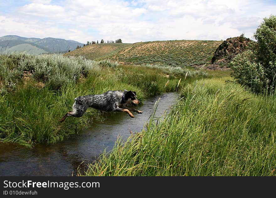 Creek Jumpin  Heeler