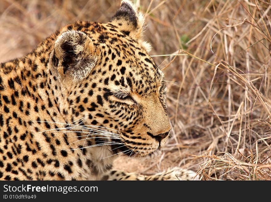 Leopard in the Sabi Sands