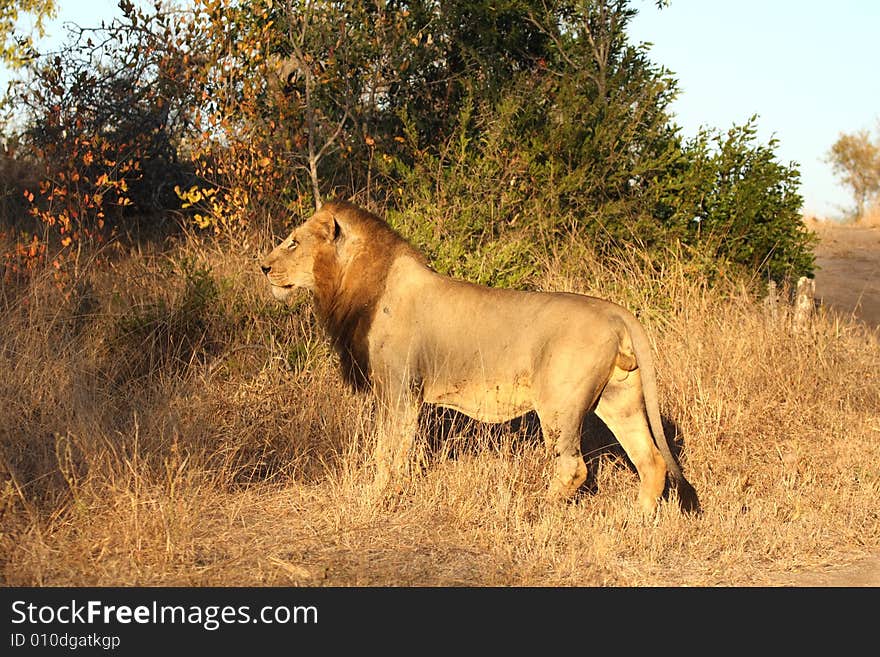 Lion in Sabi Sands Reserve, South Africa