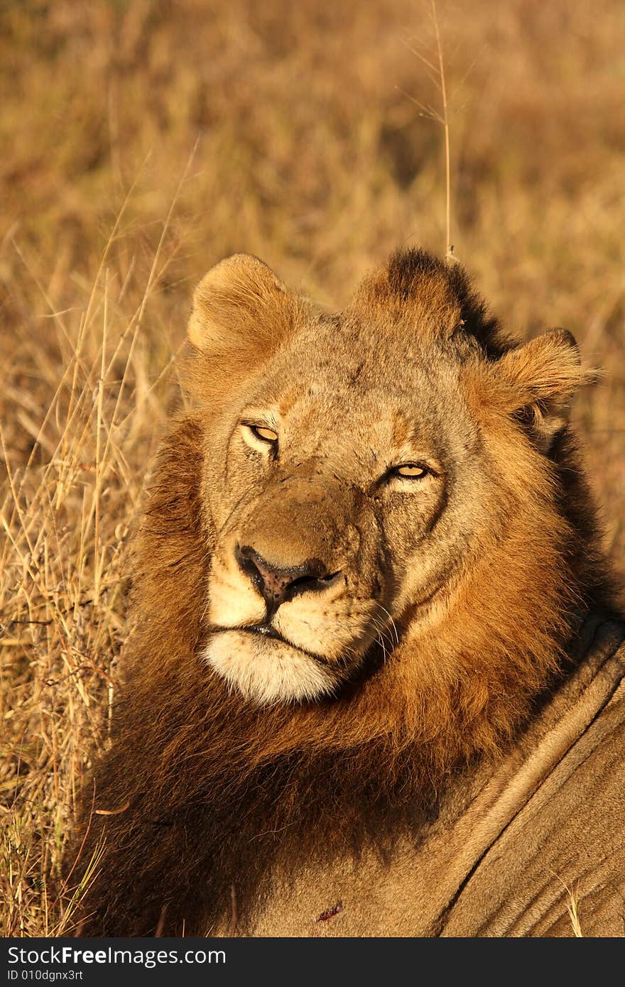 Lion in Sabi Sands Reserve, South Africa