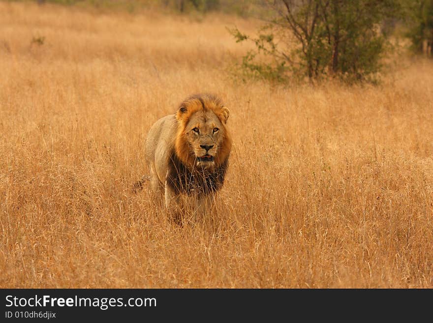 Lion in Sabi Sands Reserve, South Africa