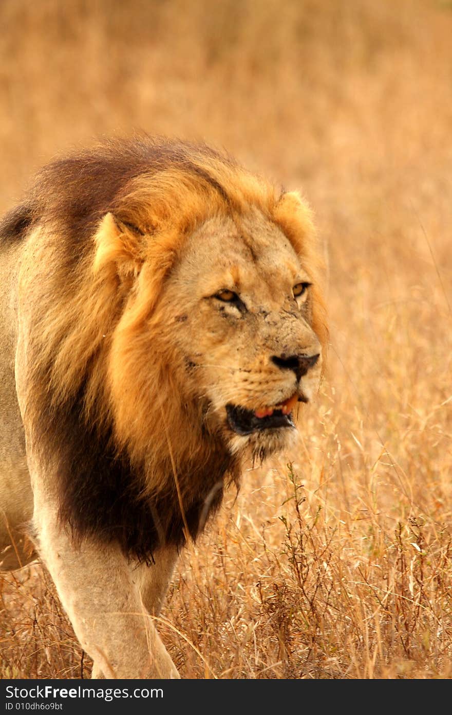 Lion In Sabi Sands