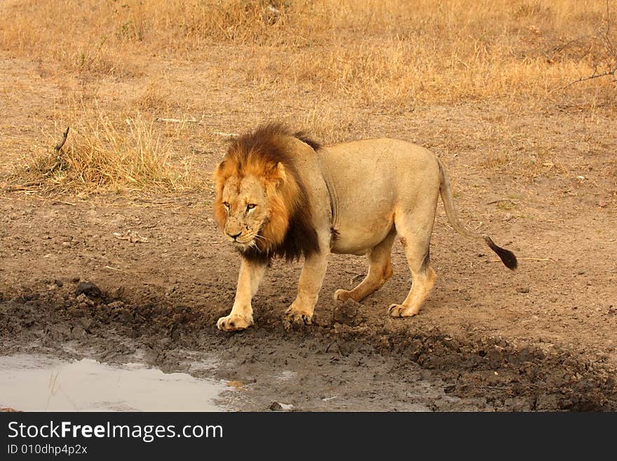 Lion In Sabi Sands