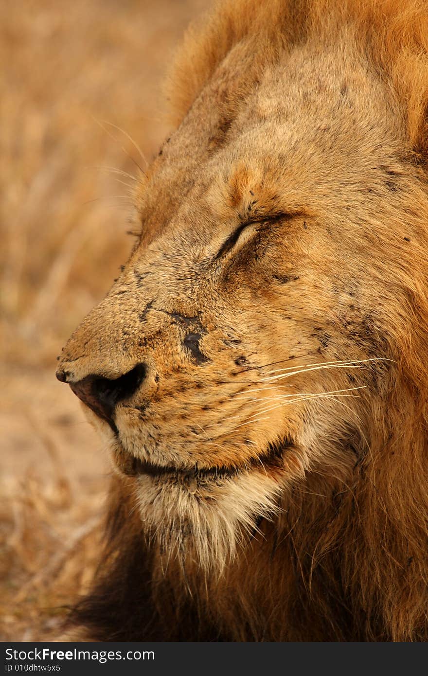 Lion in Sabi Sands