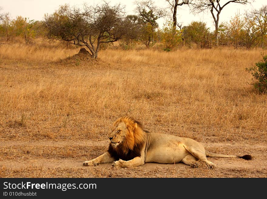 Lion in Sabi Sands