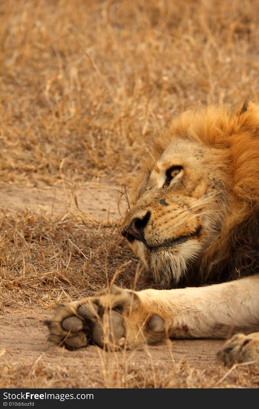 Lion In Sabi Sands