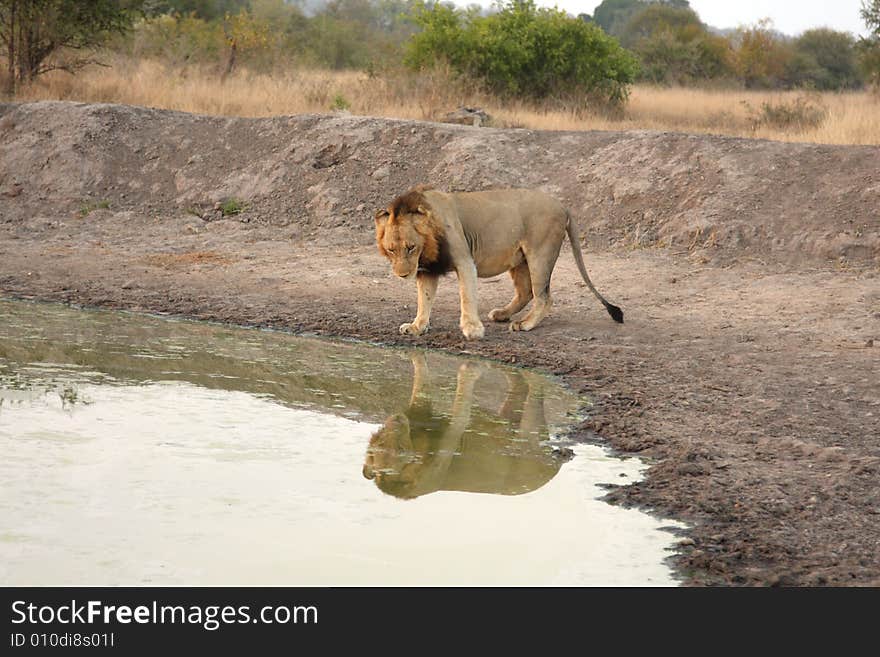 Lion in Sabi Sands Reserve, South Africa