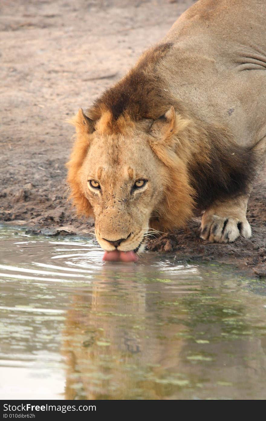 Lion in Sabi Sands