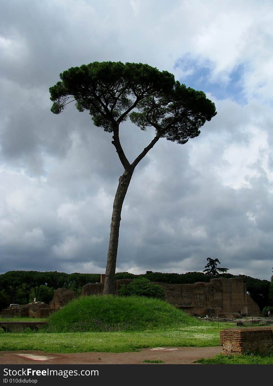 Cyprus Tree in Rome, Italy