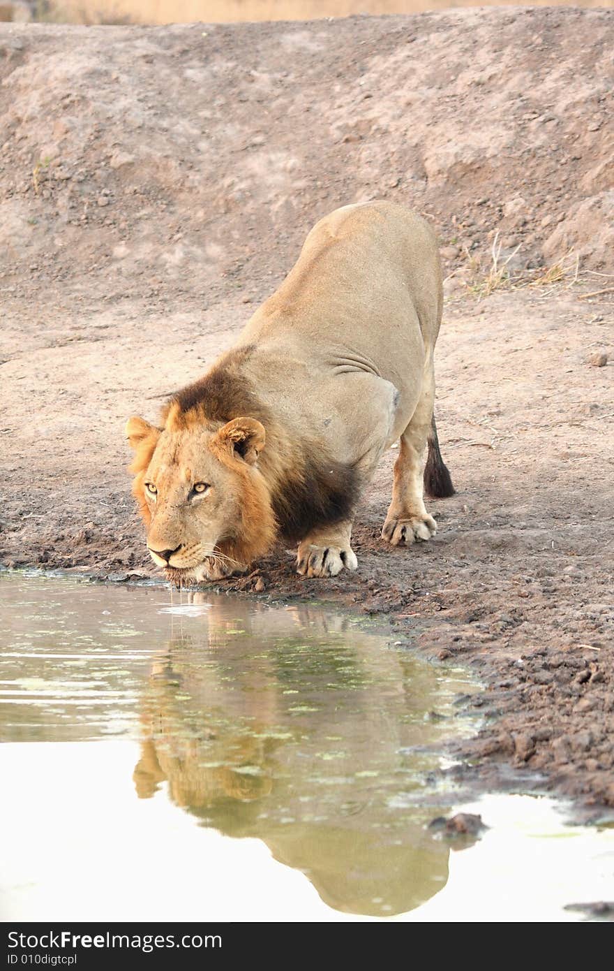 Lion in Sabi Sands