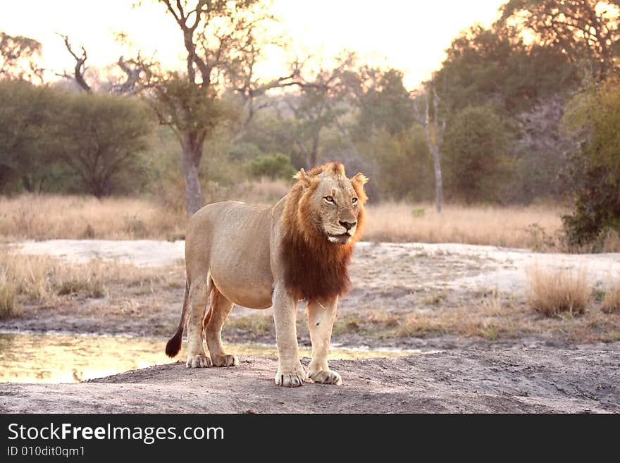 Lion in Sabi Sands Reserve, South Africa