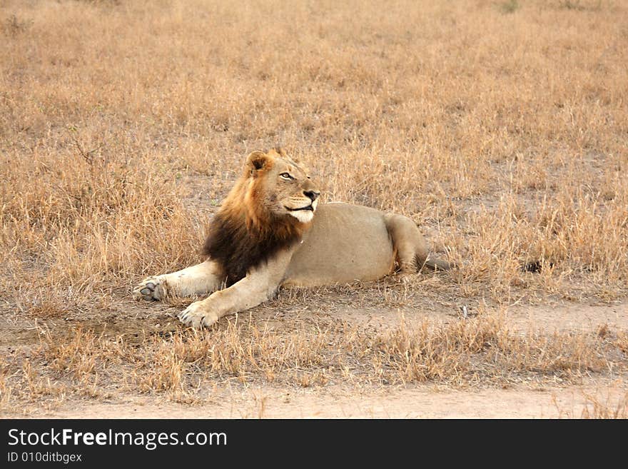 Lion in Sabi Sands Reserve, South Africa