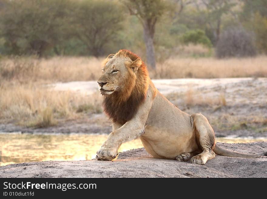 Lion in Sabi Sands Reserve, South Africa