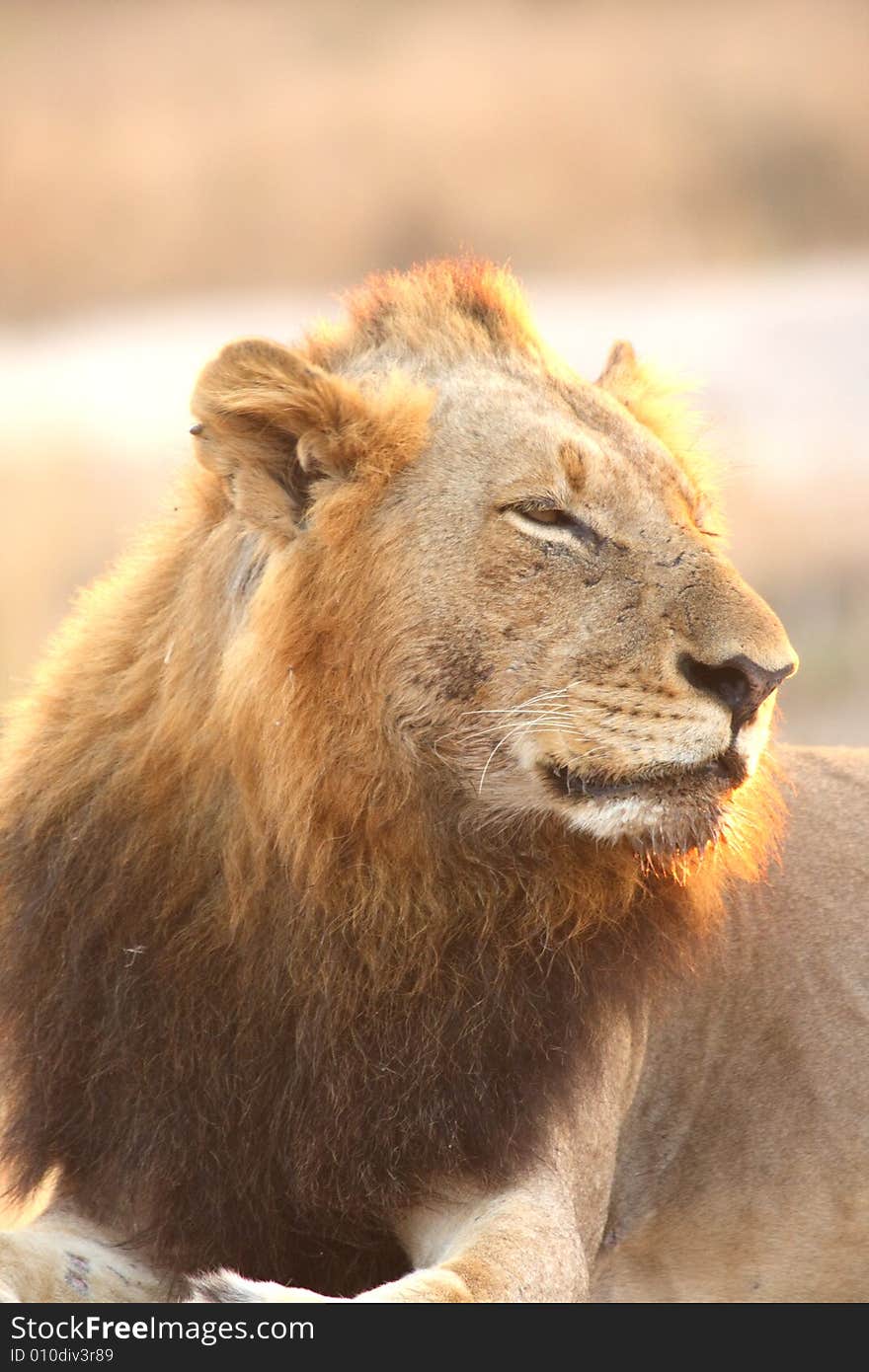 Lion in Sabi Sands Reserve, South Africa