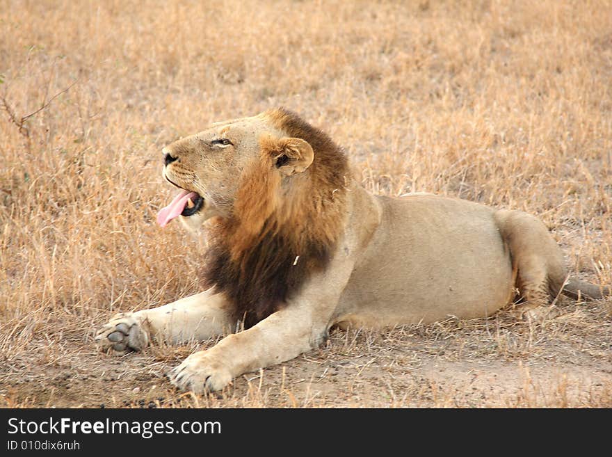 Lion in Sabi Sands Reserve, South Africa