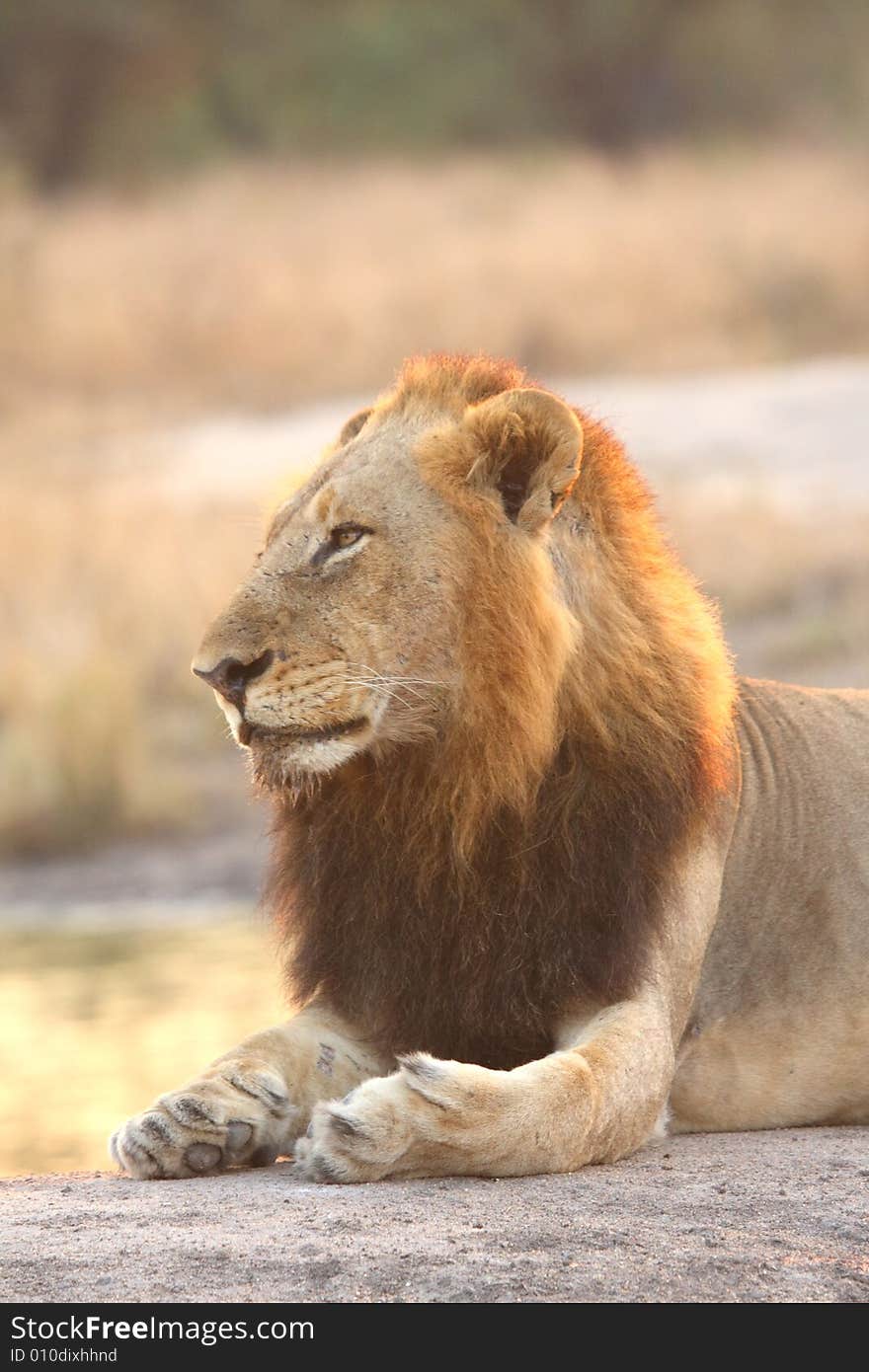 Lion in Sabi Sands Reserve, South Africa