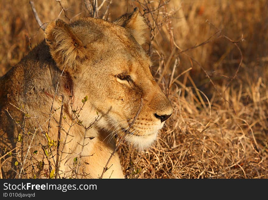 Lioness in Sabi Sands