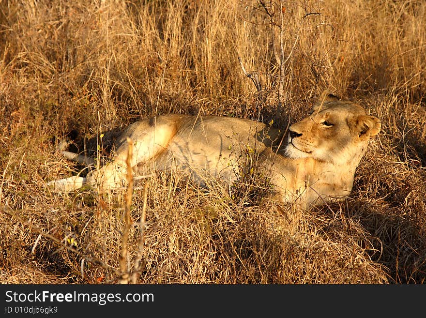 Lioness In Sabi Sands