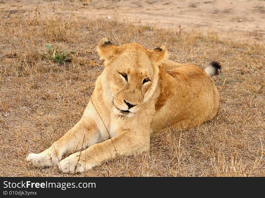 Lioness in Sabi Sands