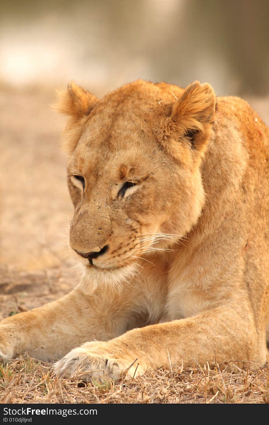 Lioness In Sabi Sands