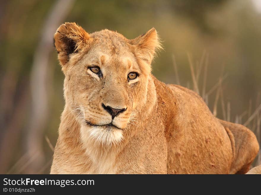 Lioness in Sabi Sands