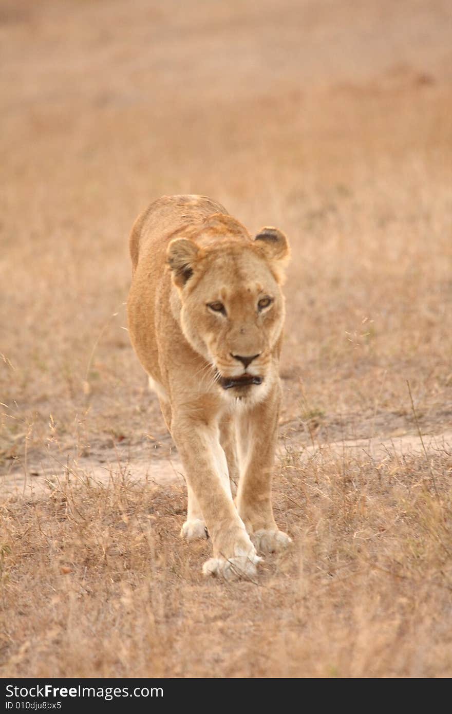 Lioness in Sabi Sands Reserve, South Africa