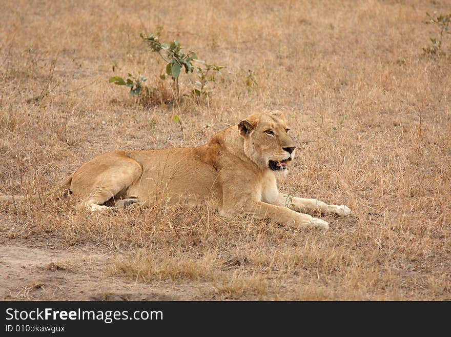 Lioness in Sabi Sands Reserve, South Africa