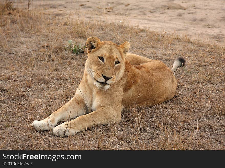 Lioness in Sabi Sands