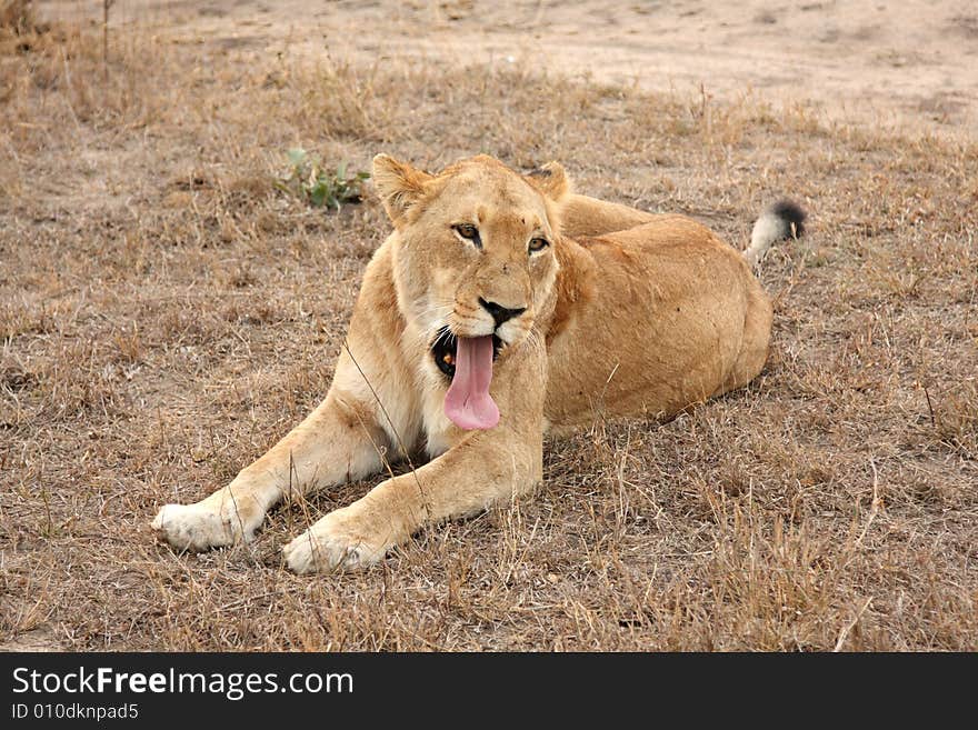 Lioness in Sabi Sands