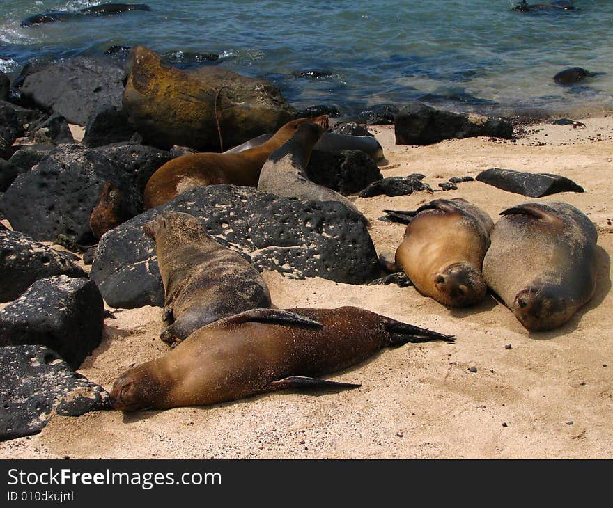 Sleeping sea lion in the galapagos islands