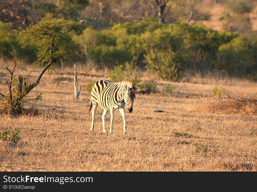 Zebra in Sabi Sands