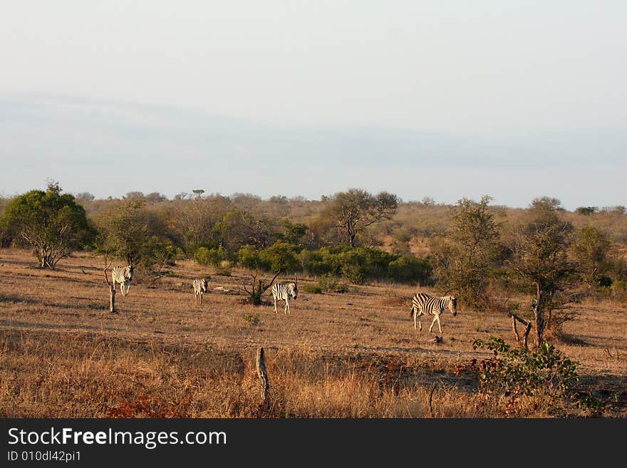 Zebra in Sabi Sands