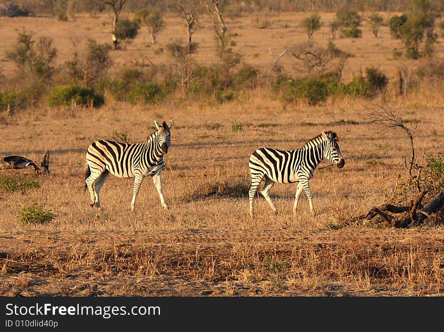 Zebra In Sabi Sands