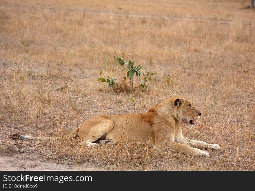 Lioness in Sabi Sands Reserve, South Africa