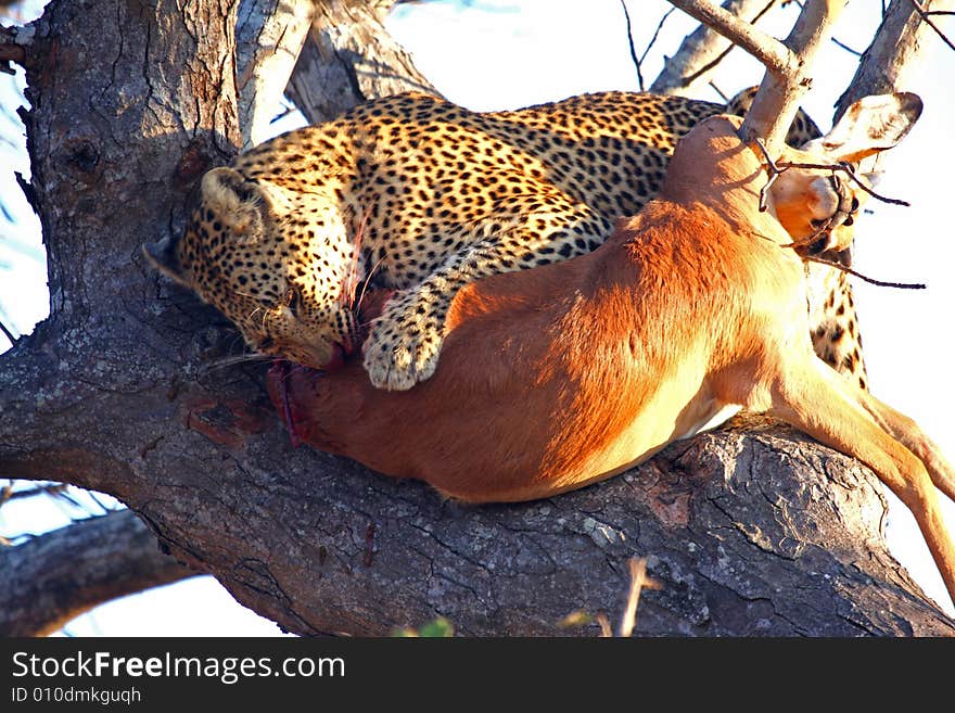 Leopard in a tree with kill in Sabi Sands Reserve