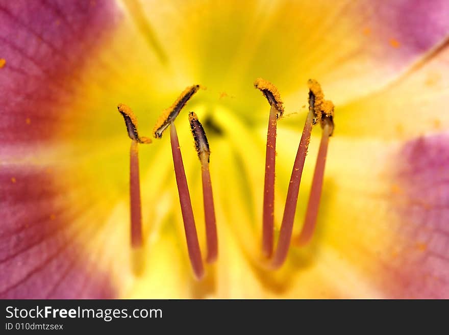 Pink And Yellow Flower