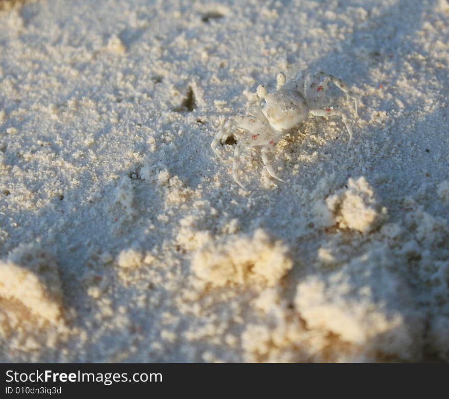 Tiny white crab camouflaged