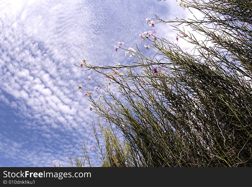 Orchid & Sky