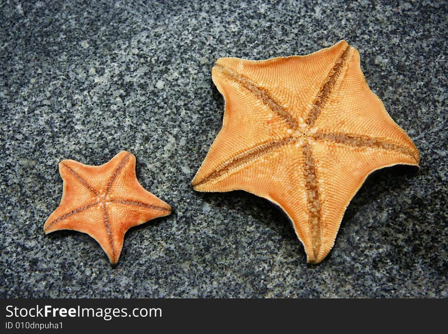 Two starfishes on the ground