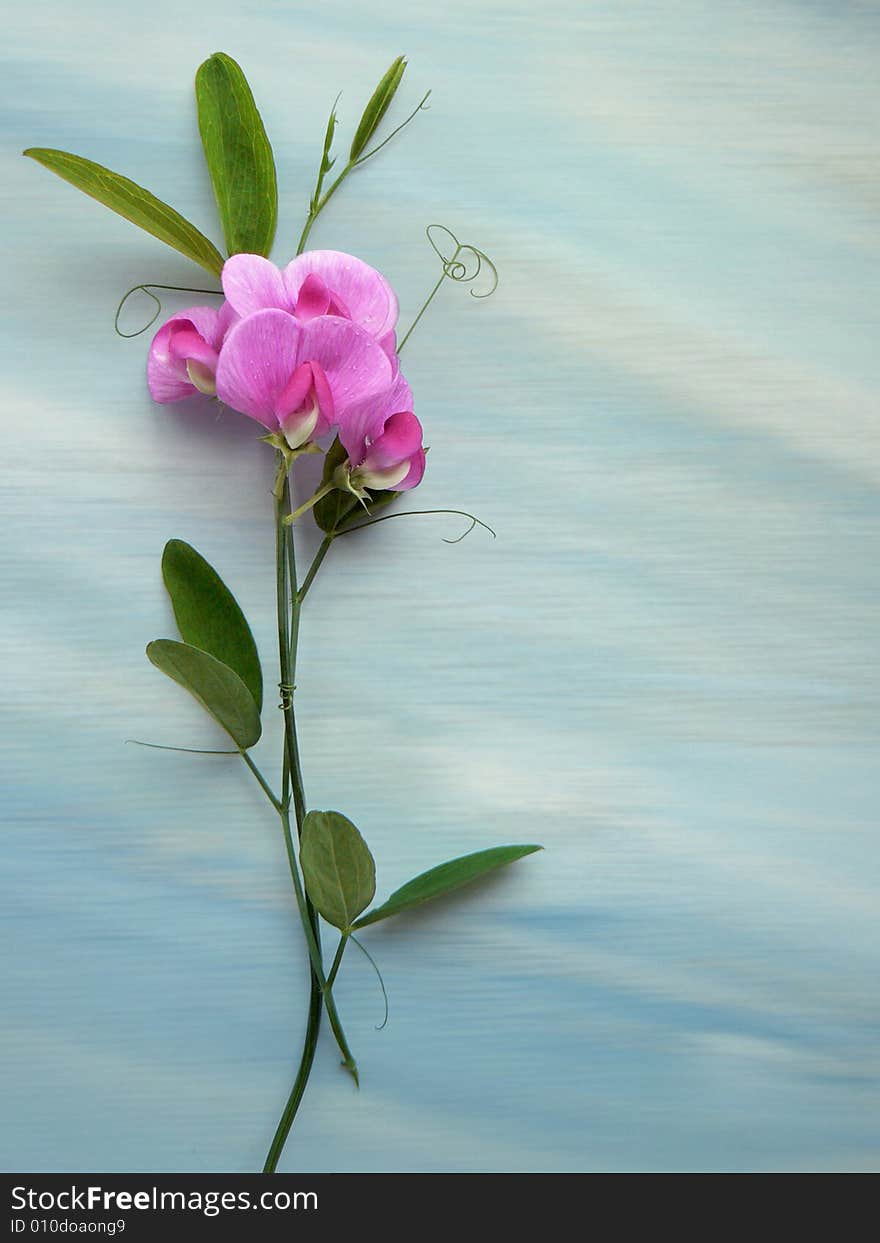 Light background with pink flower. Light background with pink flower