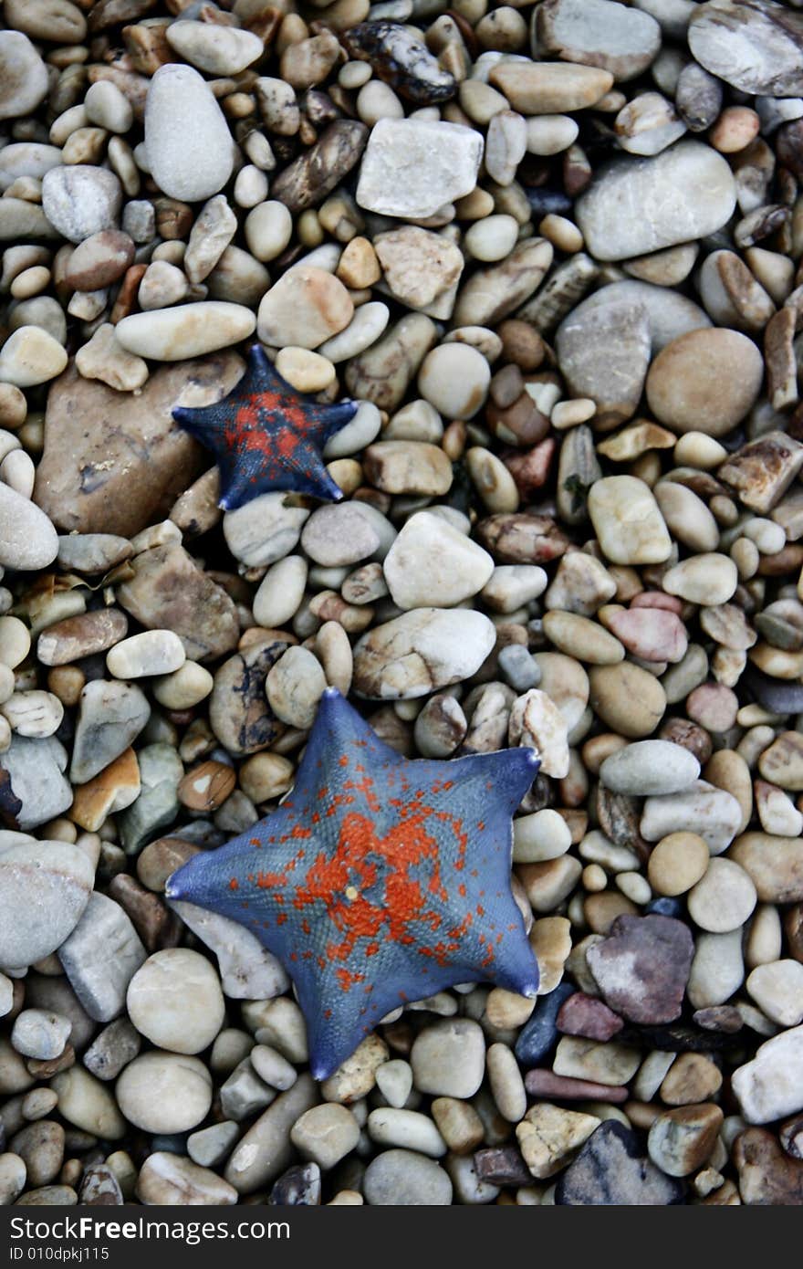 Two starfishes on the ground