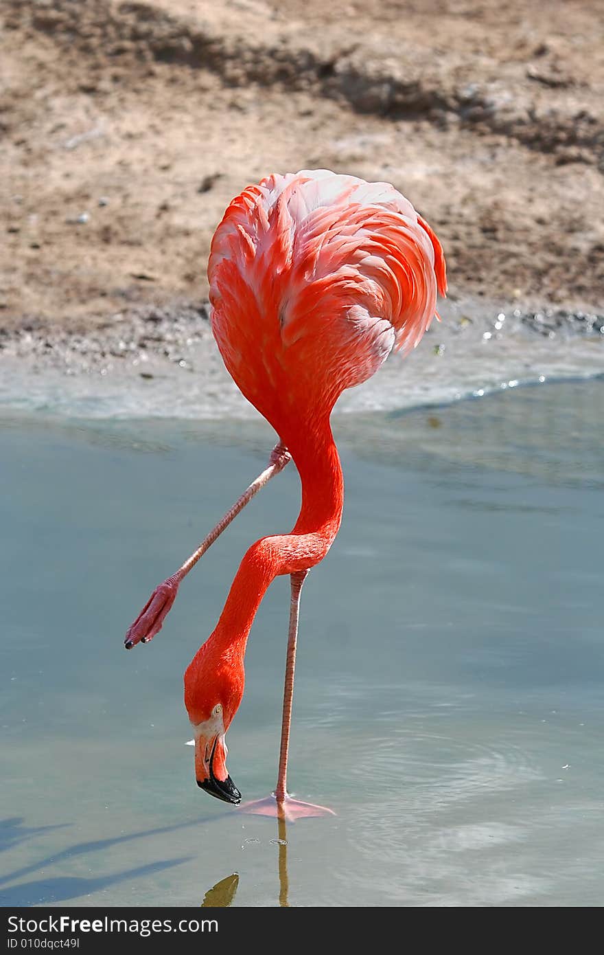 Pink Flamingo