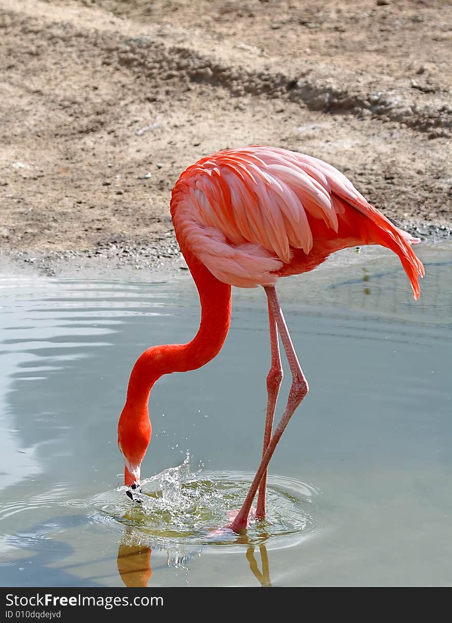 Pink flamingo