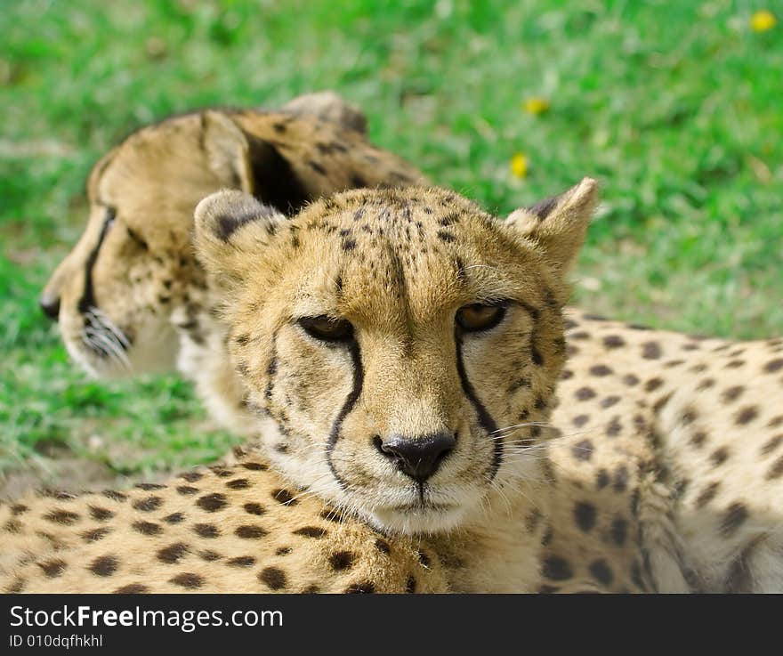 Cheetah over the green grass background. Cheetah over the green grass background