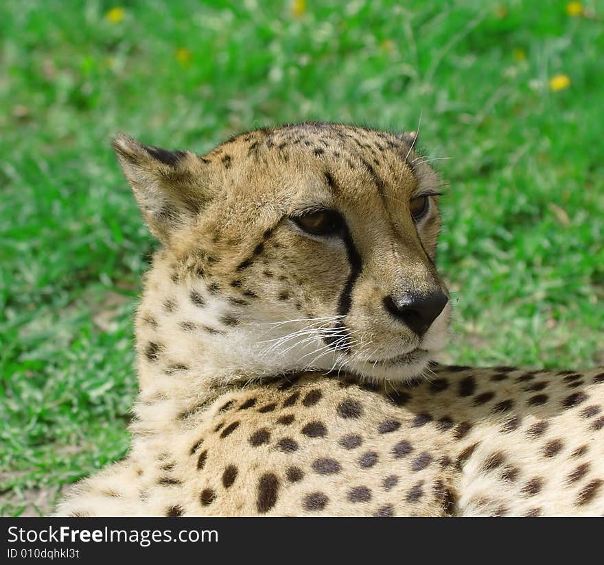 Cheetah over the grass background