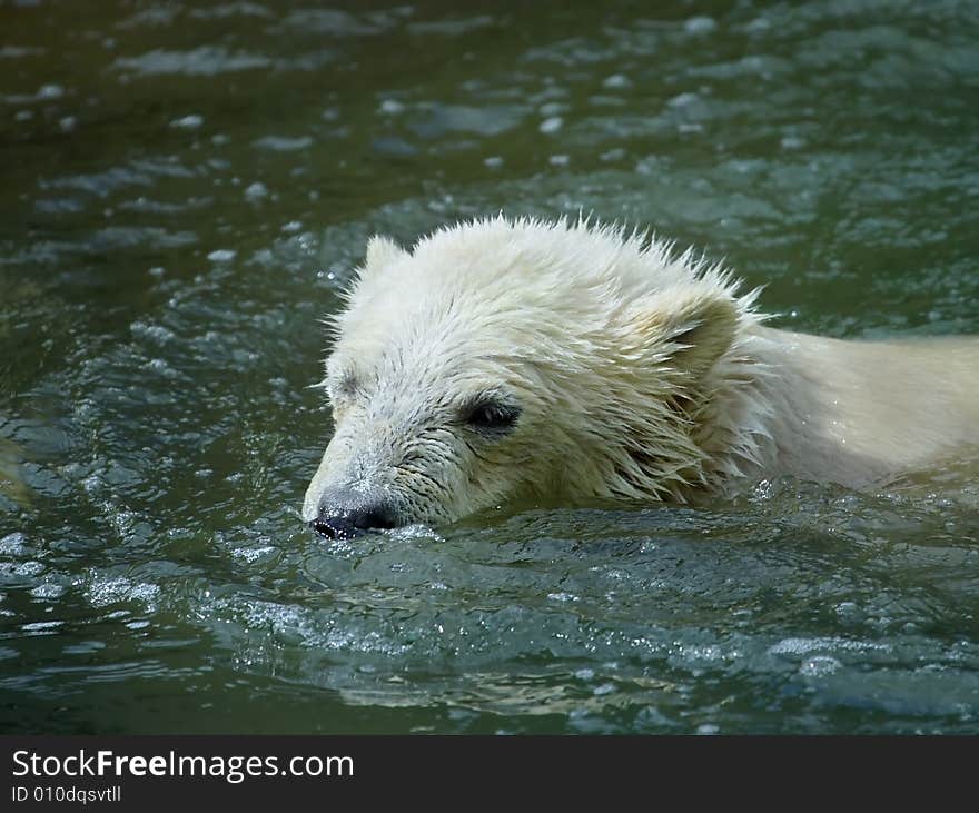 Great white north bear. Russian nature, wilderness world.