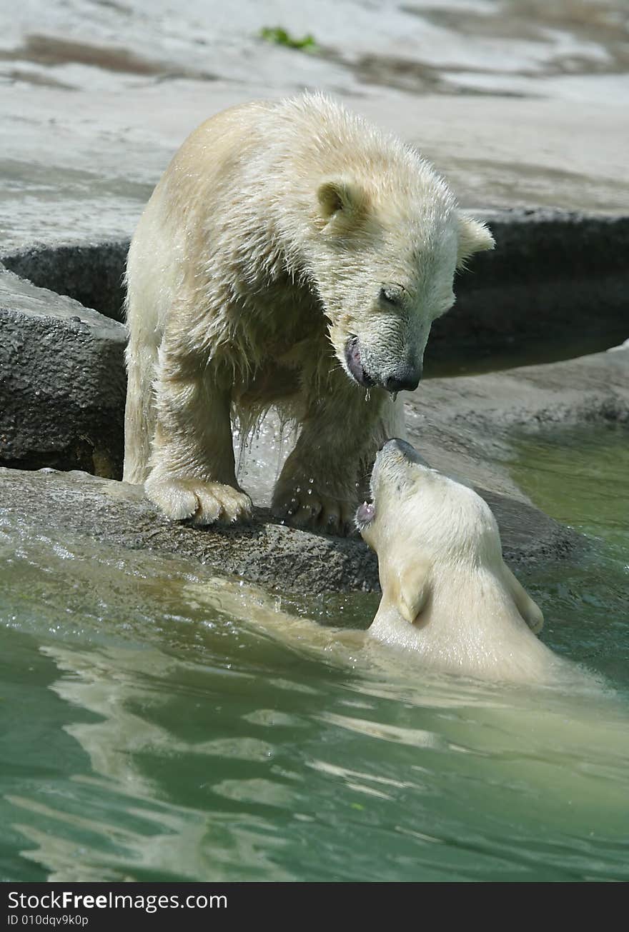 Great white north bear. Russian nature, wilderness world.